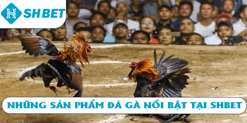 Những sản phẩm đá gà nổi bật tại SHBET